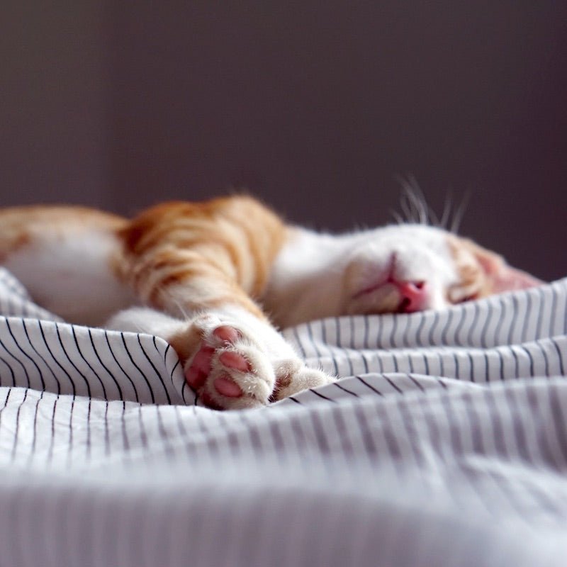 Cat Nap Testing What is a cat nap and why should you do it? Tips and benefits ...