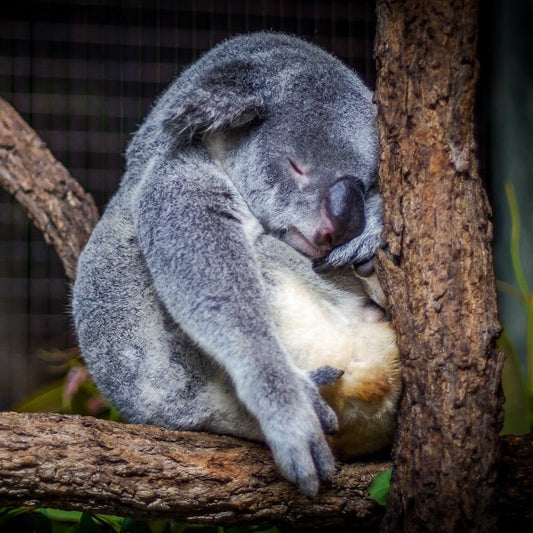 Is sleeping too much bad for your health? Get out of bed! - Ostrichpillow